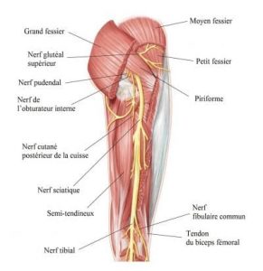 Contraction biceps : voulez-vous savoir plus sur les contractures musculaires ?